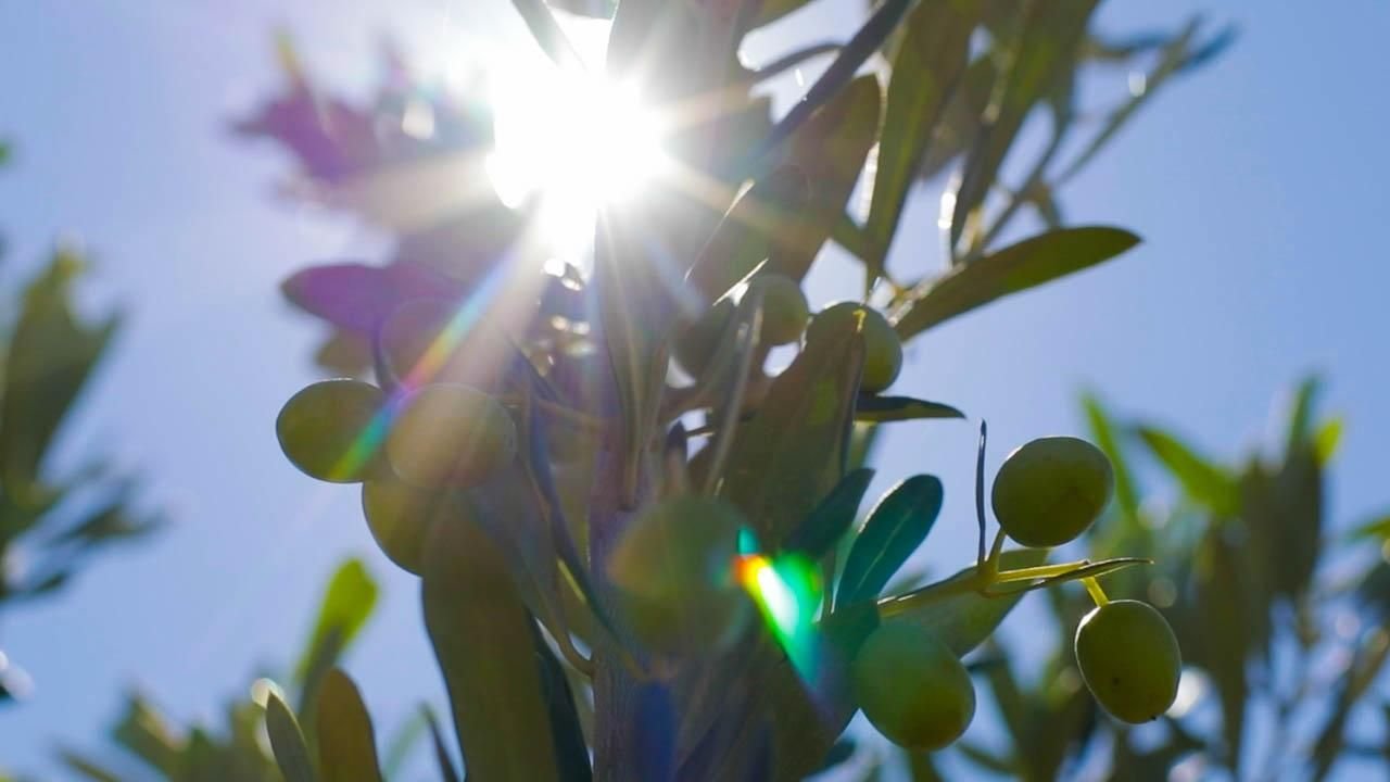 Rameau d’olivier sous le soleil de Thala