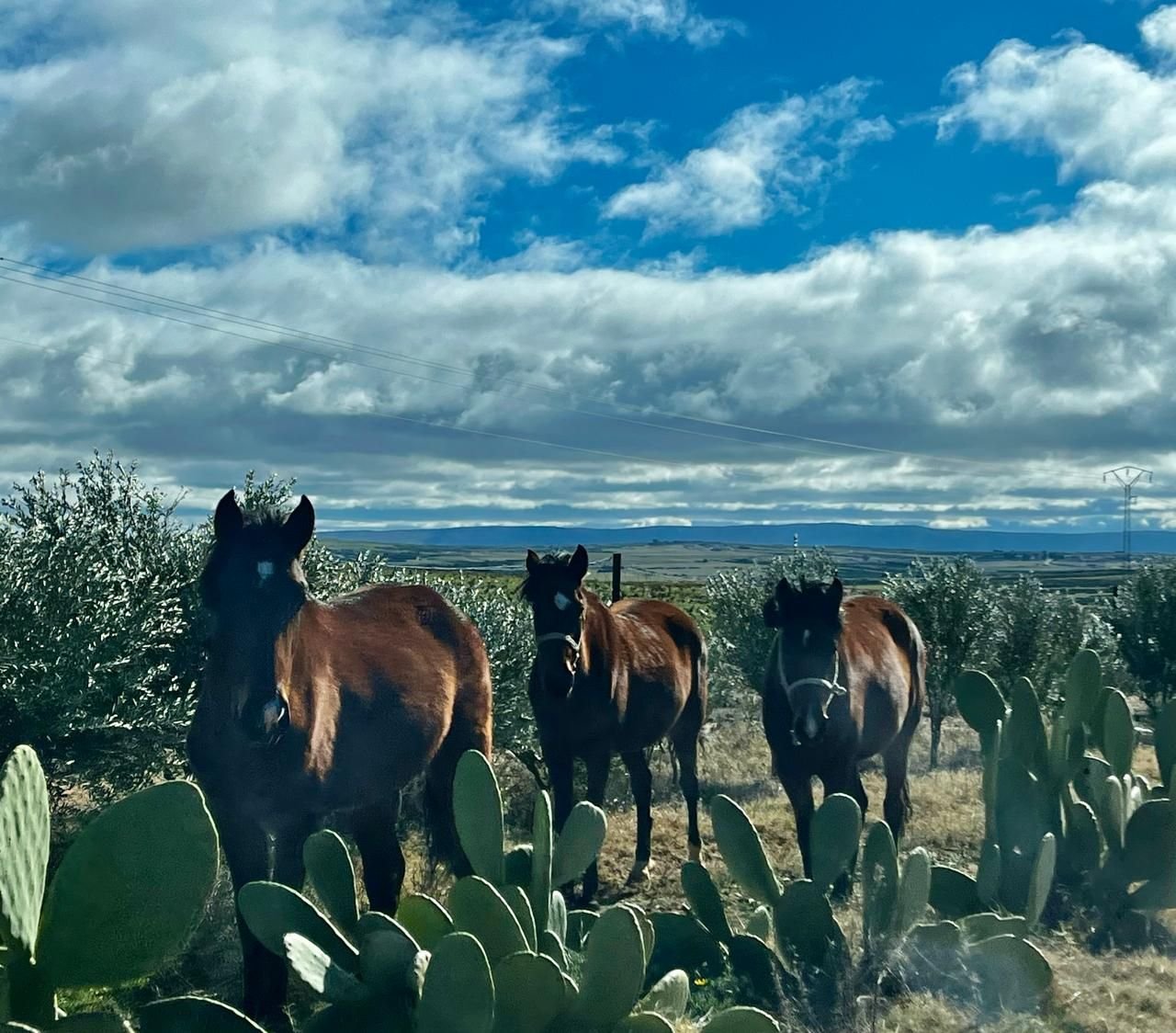 Chevaux et figuiers de Barbarie sur le plateau de Thala
