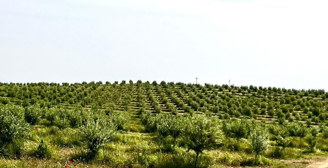 Rangs d’oliviers du Domaine Syrine