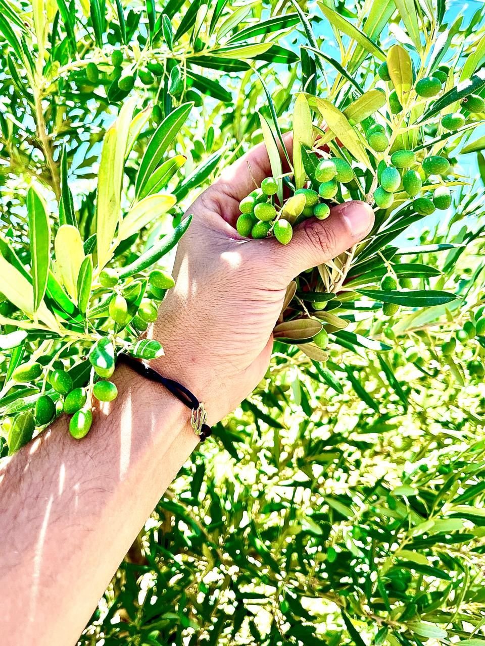 Cueillette des olives à la main